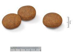 ＳＨＮ　ミディアム　アダルト　７＋　１０ｋｇ