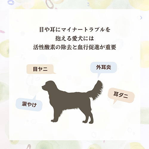ｲｼｭｶ ﾌﾟﾚﾐｱﾑｳｪｯﾄ 目･耳ｹｱﾀｲﾌﾟ 160g