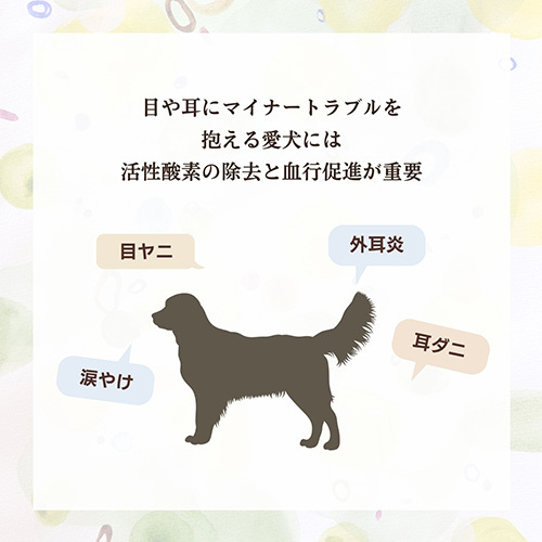 ｲｼｭｶ ﾌﾟﾚﾐｱﾑｳｪｯﾄ 目･耳ｹｱﾀｲﾌﾟ 160g
