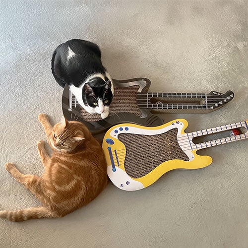 ＣＡＴ　ＳＴＡＲ　ＷＨＩＴＥ