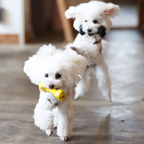 ＢＯＮＥ　ＢＯＮＥ　ＢＯＮＥ　ＹＥＬＬＯＷ