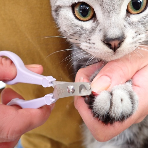 PETZ ﾓｱ もっとやさしい猫用爪切り