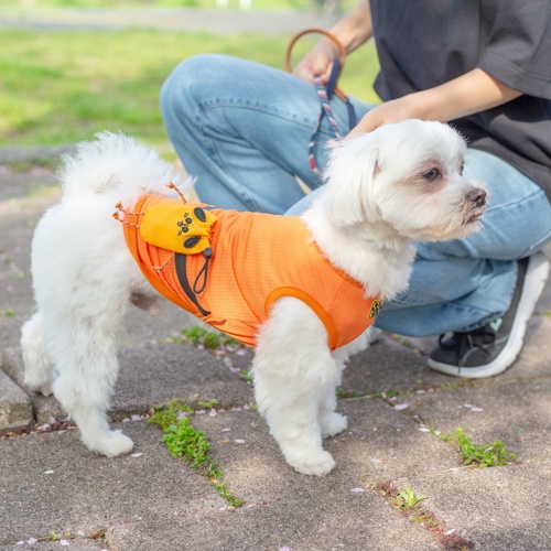 Buddyﾎﾟｰﾁ ｵﾚﾝｼﾞ M