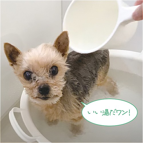 クークー　【犬用】　ペット用入浴剤「わん風呂」　分包１回分　ラベンダーの香り
